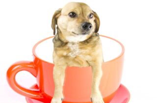 teacup dogs facts and types