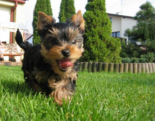Teacup Dogs Yorkshire Terrier