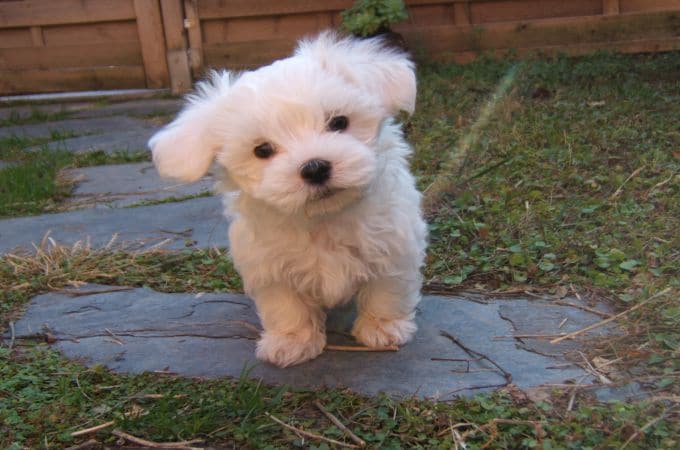 White Teacup Maltipoo