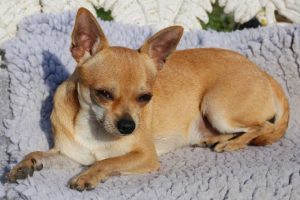 Teacup Chihuahua - 8 Facts about these Adorable Mini Chi-Chi Dog Breeds