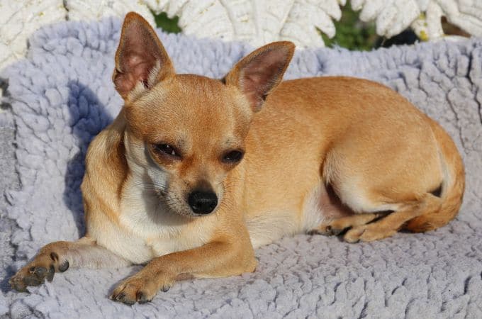 Big Chihuahua breed, Name Sobel