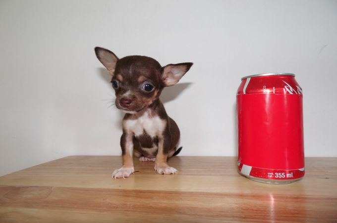 Teacup Chihuahua Size of a Coke
