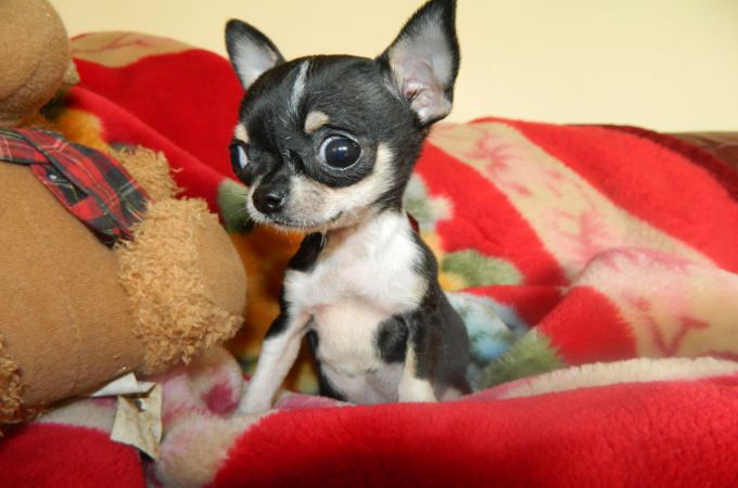 Teacup Chihuahua with big Eyes