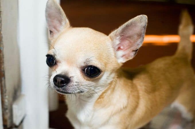 smallest chihuahua breed