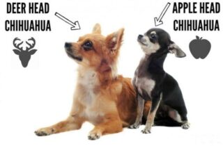 Apple Head vs Deer Head Chihuahua Facts