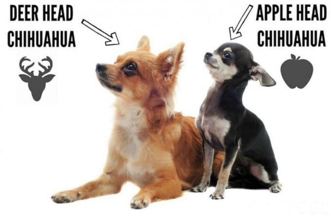 Apple Head vs Deer Head Chihuahua Facts