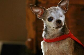 Chihuahua LifeSpan Guide