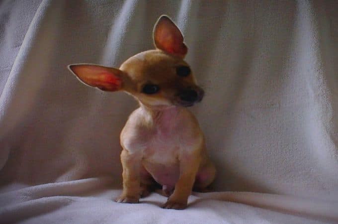 FAWN CHIHUAHUA