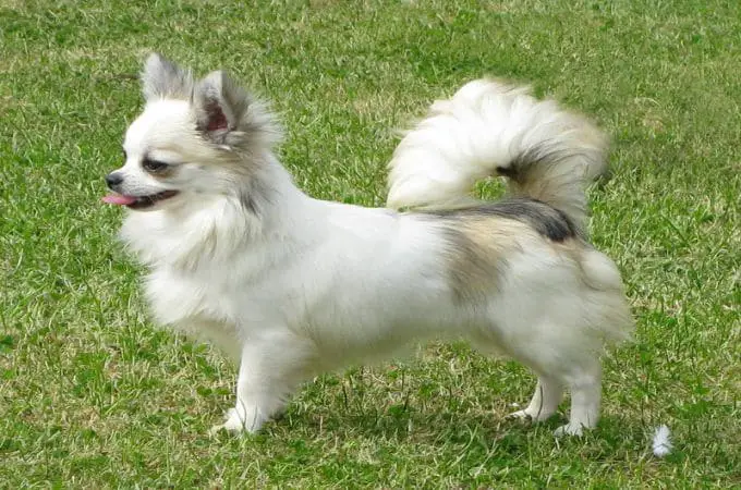 Long-Coat Chihuahua