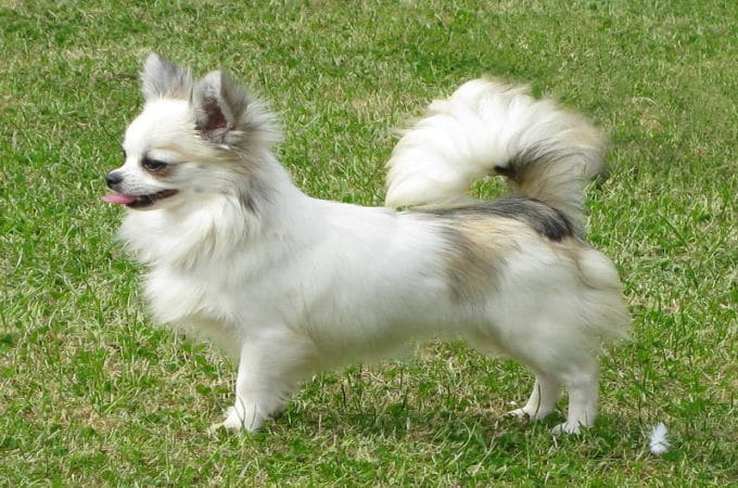 deer head long hair chihuahua