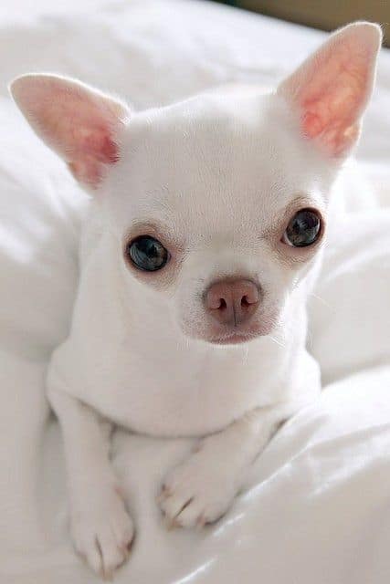 White Chihuahua