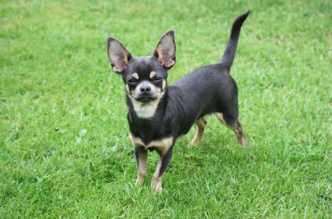 short coat chihuahua