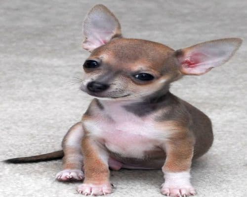 Sabled Fawn Chihuahua Markings