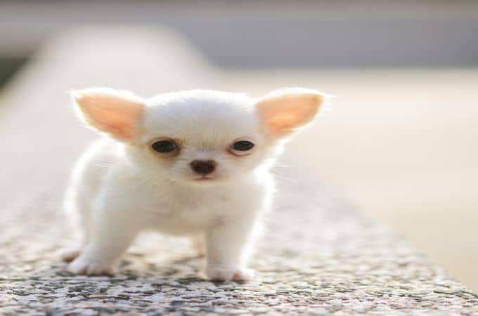 Apple Head Chihuahua Photo