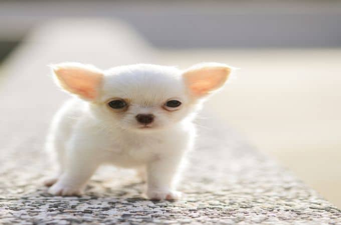 Cute Chihuahua Deer Head White