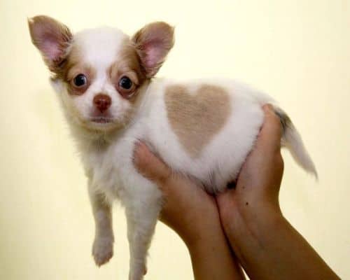 White Marked Chihuahua Puppy