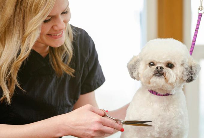 Dog Grooming and Haircuts Guide for Maltipoo