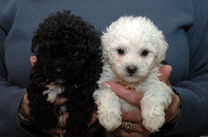 Black and White Maltipoo