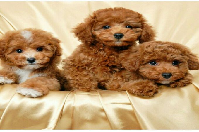 Maltese Poodle Mix Puppies