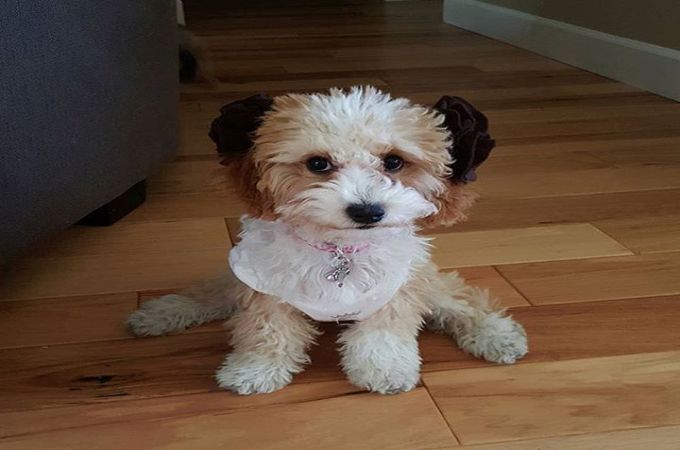 Female Maltipoo