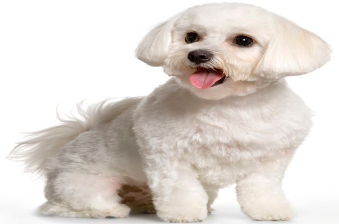 Proper and Clean Maltipoo Haircuts and Styles