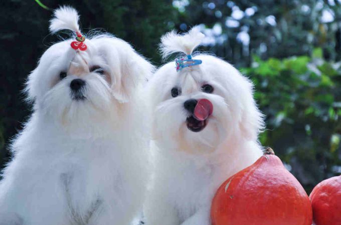 55+ Bichon Maltese Grey