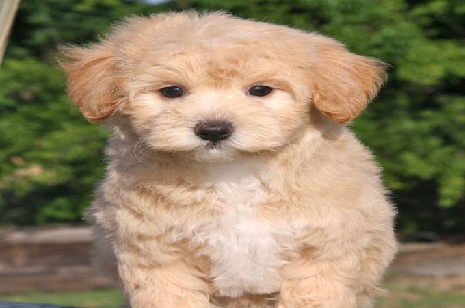 Toy Poodle Mix With Pitbull | Wow Blog