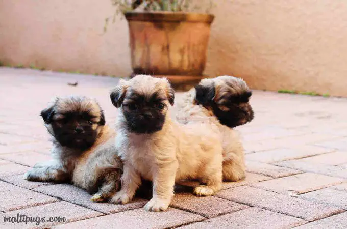 Malti Pug Puppies