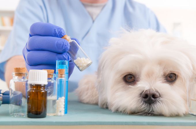 maltese puppy health problems