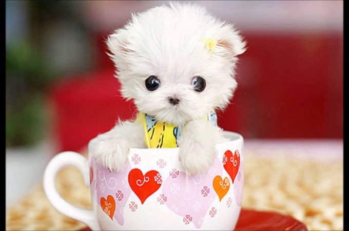 tiny maltese