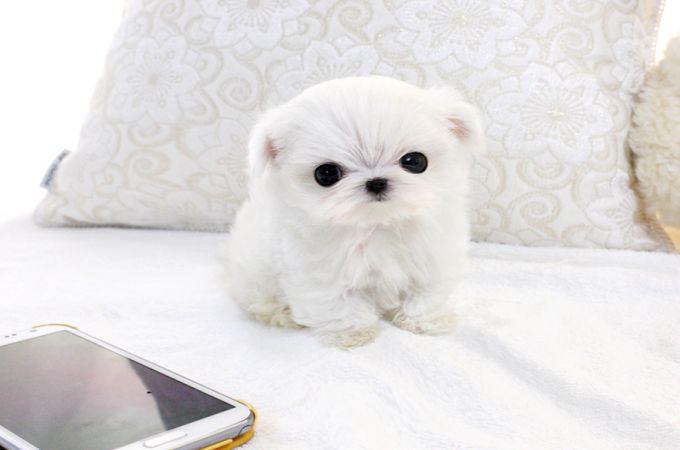 miniature maltese Dog