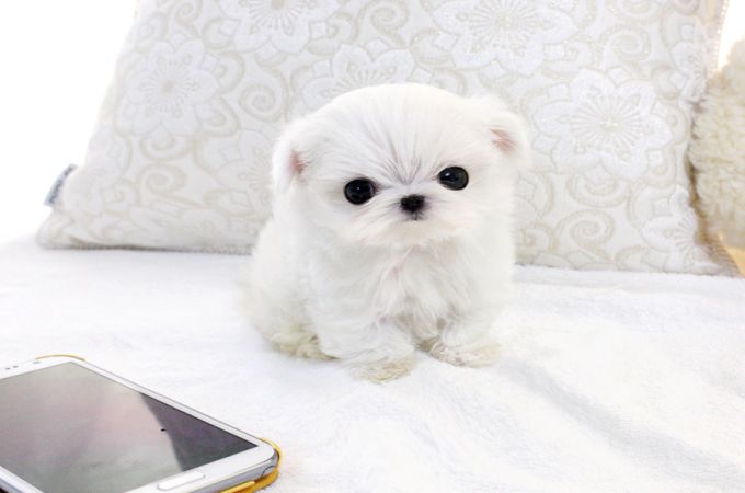 Teacup Maltese Quick Facts About The Adorable Designer Dog Breed