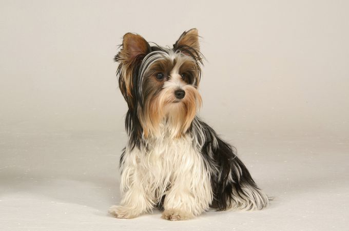 types of yorkie dogs