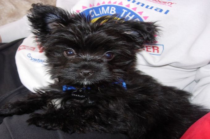 BLACK YORKIE PUPPY