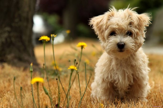 Cute Brown Maltese Puppy