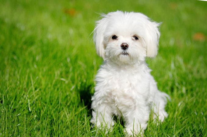 Cute White Maltese Dog