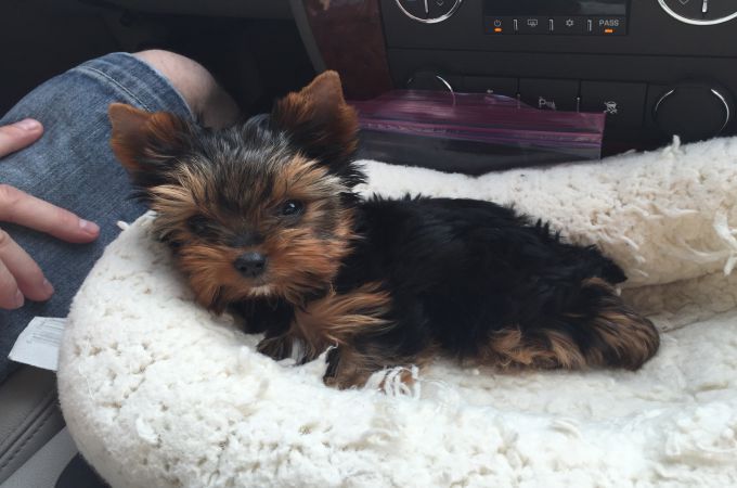 Designer Yorkie Puppy