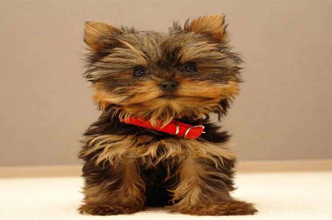 MISMARKED YORKIE PUPPY