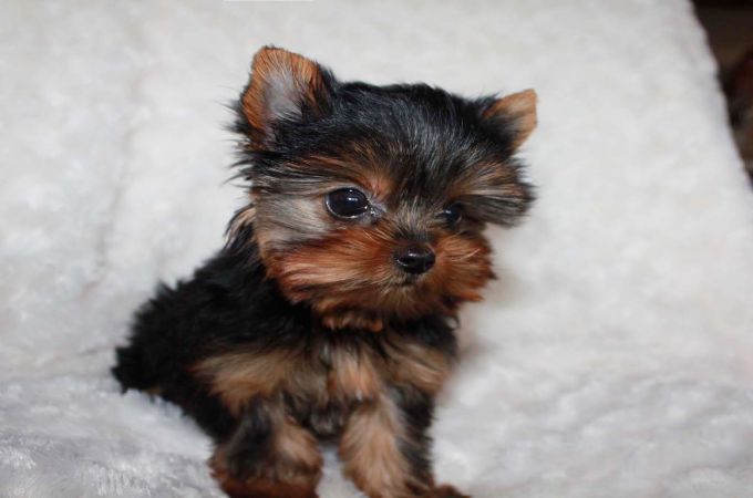 TEACUP YORKIES PUPPY