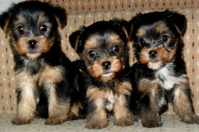 YORKSHIRE TERRIERS PUPPIES