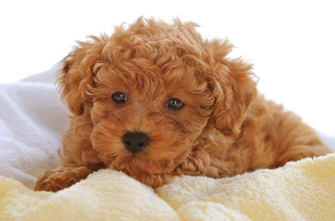 poodle types and sizes