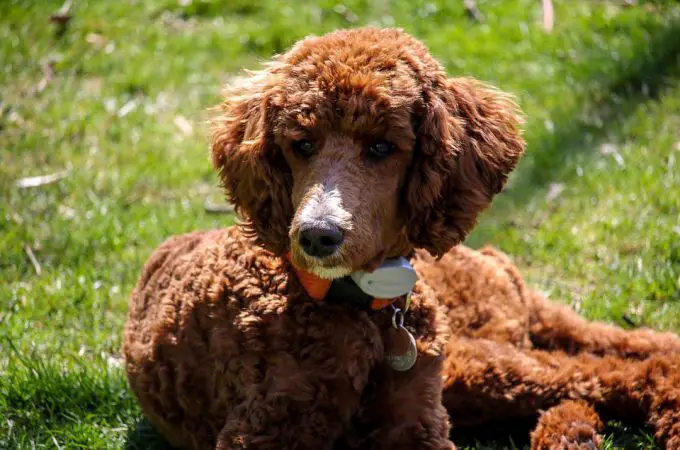 Brown Standard Poodle Dog Breed Sitting on Grass