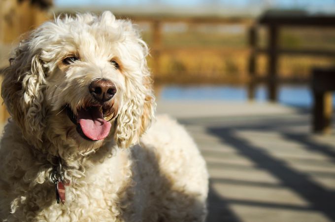 Poodle smiling