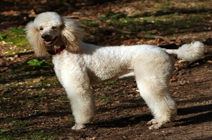 are standard poodles guard dogs