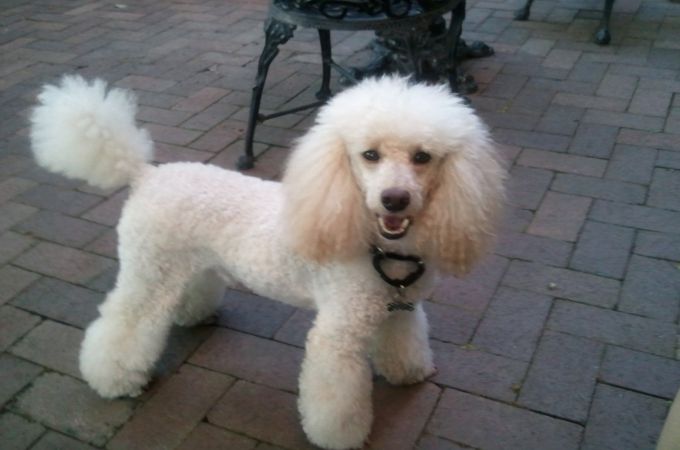 Miniature Poodle