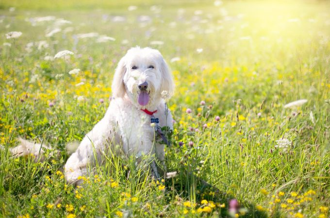 White Standard Poodle