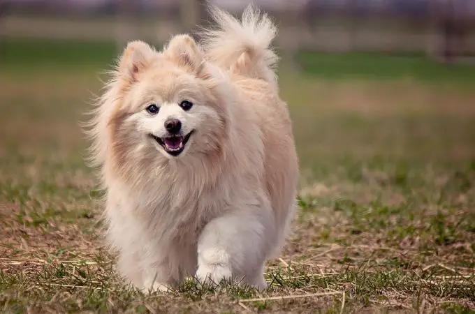 big-white-pomeranian-dog