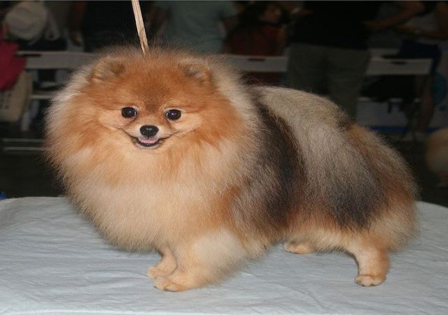 Foxy Head Teacup Pomeranian