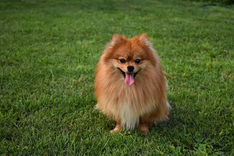 Pomeranian Dog Playing In the park