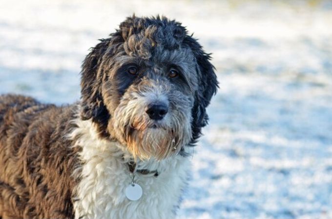 Full Grown Australian Shepherd + Poodle Mix